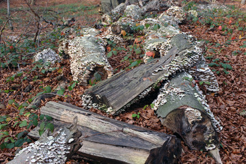 Fototapeta na wymiar hub on tree stump in autumn