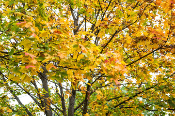 Beautiful autumn forest landscape Fall park