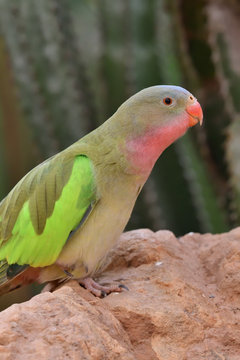 Portrait of a princess parakeet (polytelis alexandrae) perching on a rock