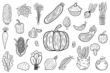 Big collection of vegetables elements. Hand drawn sketch isolated on a white. Vintage vector engraving illustration for poster, web.