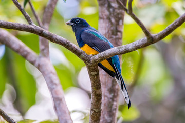 White tailed Trogon photographed in Linhares, Espirito Santo. Southeast of Brazil. Atlantic Forest Biome. Picture made in 2013.