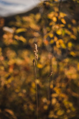 Close up on plants during autumn. 
