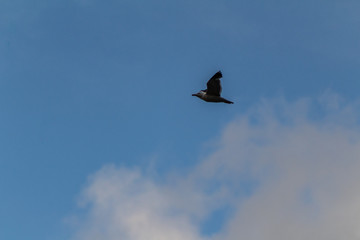 A seagull furrowing the sky of Cape Machichaco, in Biscay
