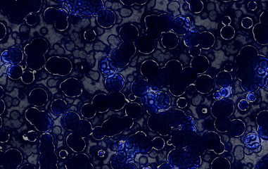 colored decorative abstract bacteria cells 