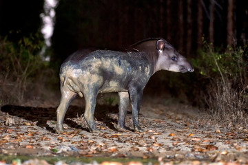 Lowland tapir or South American tapir photographed in Sooretama Reserve in Linhares, Espirito Santo, Brazil. Picture made in 2013.