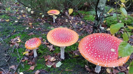 mushroom in the forest © Michal