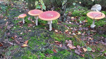 mushroom in the forest © Michal