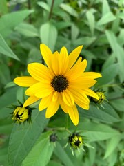 Beautiful yellow black flower fully open. It is surrounded by many younger flowers are still closed.