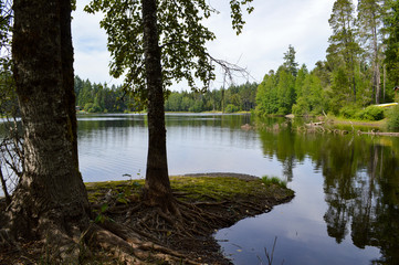 lake surrounded by pine trees reflecting the sky