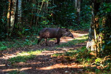 Lowland tapir or South American tapir photographed in Sooretama Reserve in Linhares, Espirito Santo, Brazil. Picture made in 2013.