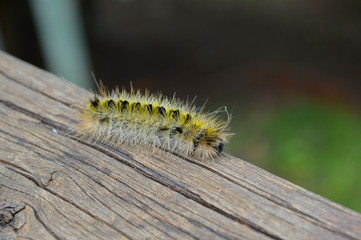 yellow fuzzy caterpillar moving around a deck railing