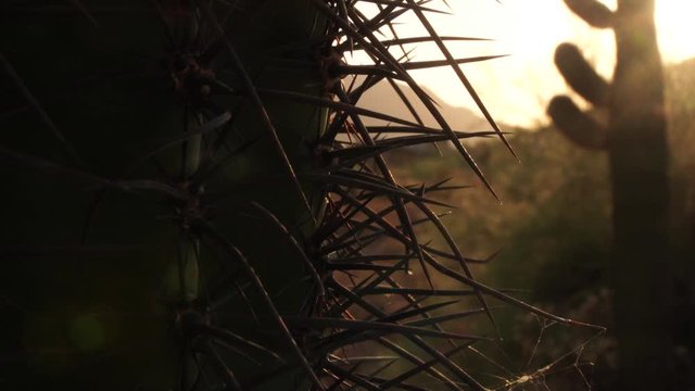 Cactus