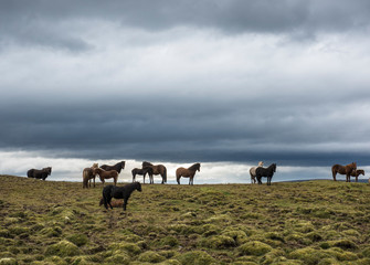 Icelandic horses in open field