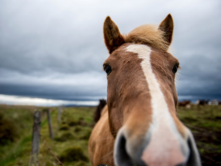 Icelandic horses in open field