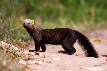 Tayra photographed in Sooretama Biological Reserve in Linhares, Espirito Santo, Brazil. Picture made in 201