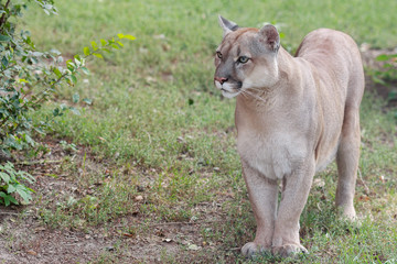 Portrait of Beautiful Puma. Cougar, mountain lion, puma, panther