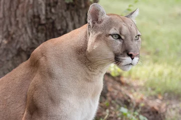 Poster Portrait of Beautiful Puma. Cougar, mountain lion, puma, panther © Denis