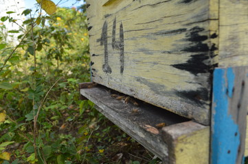 Mel, abelha, apicultura