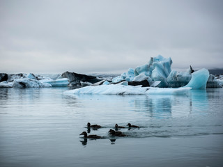 Ducks swimming among iceburgs in the lagoon near Jokulsarlon Glacier 