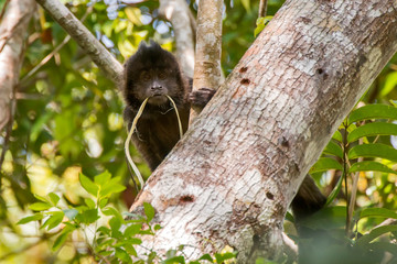 Crested capuchin photographed in Sooretama Biological Reserve in Linhares, Espirito Santo, Brazil. Picture made in 2013.