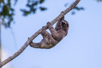 Fototapeta premium Brown throated sloth photographed in Sooretama Biological Reserve in Linhares, Espirito Santo, Brazil. Picture made in 2013.