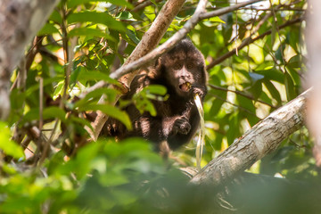 Crested capuchin photographed in Sooretama Biological Reserve in Linhares, Espirito Santo, Brazil. Picture made in 2013.