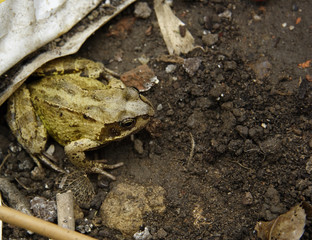 toad lurking in the rubbish