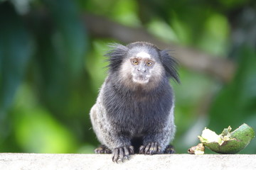 Macaco Ouro Preto