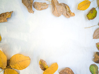 Naklejka premium Minimal wulnut leafes site framing