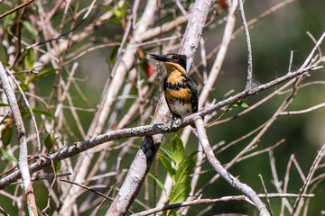 Amazon Kingfisher photographed in Linhares, Espirito Santo. Southeast of Brazil. Atlantic Forest Biome. Picture made in 2013.