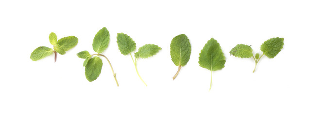 mint leaves and lemon balm on a white background © Кирилл 