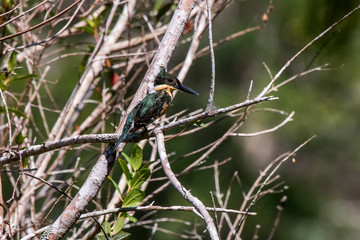 Amazon Kingfisher photographed in Linhares, Espirito Santo. Southeast of Brazil. Atlantic Forest Biome. Picture made in 2013.
