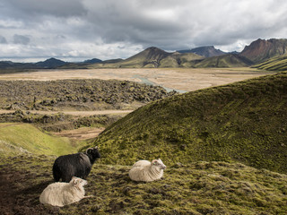 Sheep peched on the hills above Landmannalaugar Valley in Iceland