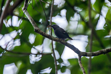 White flanked Antwren photographed in Linhares, Espirito Santo. Southeast of Brazil. Atlantic Forest Biome. Picture made in 2013.