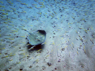 Stingray and Fish
