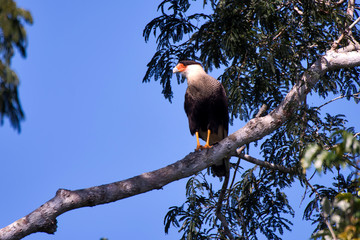 Southern Crested Caracara photographed in Linhares, Espirito Santo. Southeast of Brazil. Atlantic Forest Biome. Picture made in 2013.