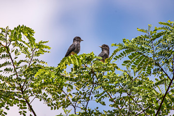 Swallow winged Puffbird photographed in Linhares, Espirito Santo. Southeast of Brazil. Atlantic Forest Biome. Picture made in 2013.