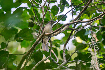 Screaming Piha photographed in Linhares, Espirito Santo. Southeast of Brazil. Atlantic Forest Biome. Picture made in 2013.