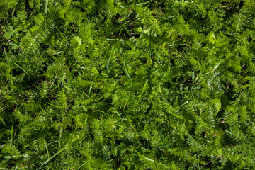 fresh bright green leaves and grass in the meadow. natural surface texture