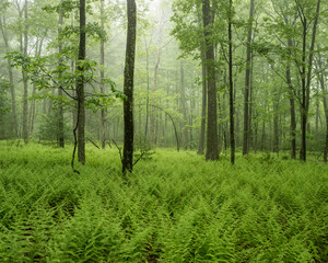 Green forest in fog with ferns