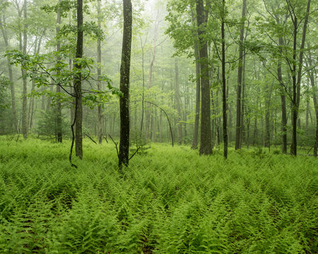 Green forest in fog with ferns - Powered by Adobe