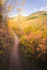 Fototapeta na wymiar A trail in Vail, Colorado covered in fall foliage during autumn. 