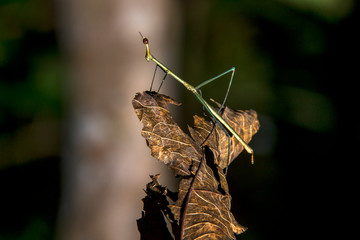 Stick insect photographed in Linhares, Espirito Santo. Southeast of Brazil. Atlantic Forest Biome. Picture made in 2013.