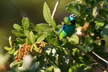 Green headed Tanager photographed in Linhares, Espirito Santo. Southeast of Brazil. Atlantic Forest Biome. Picture made in 2013.