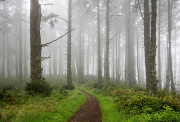 Pathway winding through the foggy forest