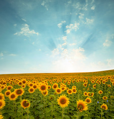  landscape with sunflower