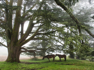 Horses tethered together under the trees