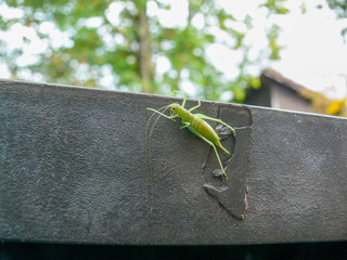 Grasshopper