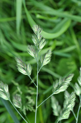 Flowering Dactylis glomerata