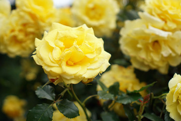 Gelbe Rose mit Rosen im Hintergrund